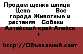 Продам щенка шпица.  › Цена ­ 15 000 - Все города Животные и растения » Собаки   . Алтайский край,Алейск г.